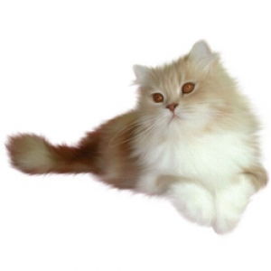 Даша Тимченко