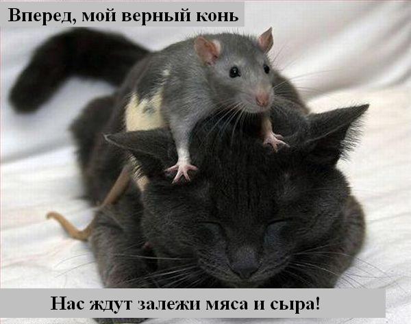 Майкл Владимирович Стариков