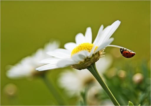 Лида Соловьёва