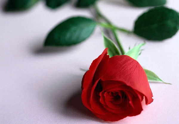 Елена Эдельман