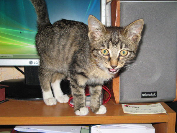 Галина Матчина