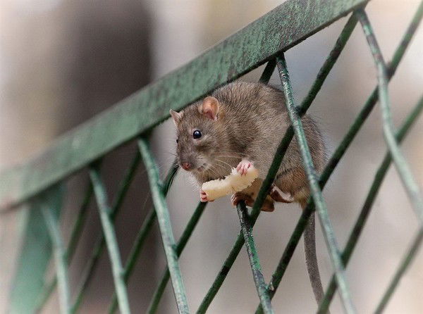 Евгений Петров