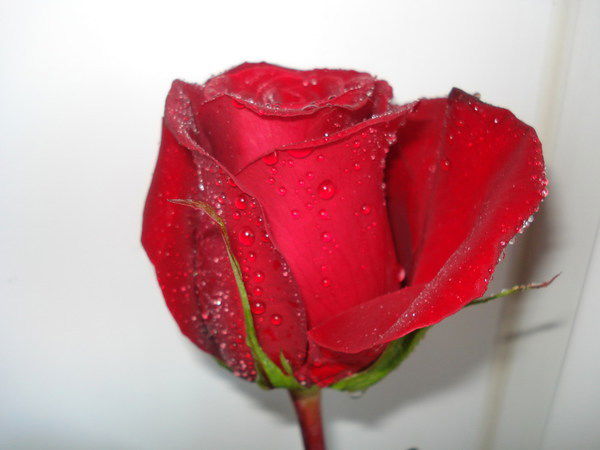 Наташа Молко