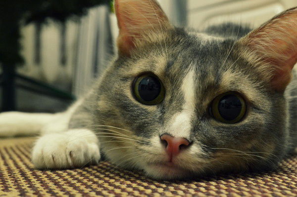 Ольга Седловская