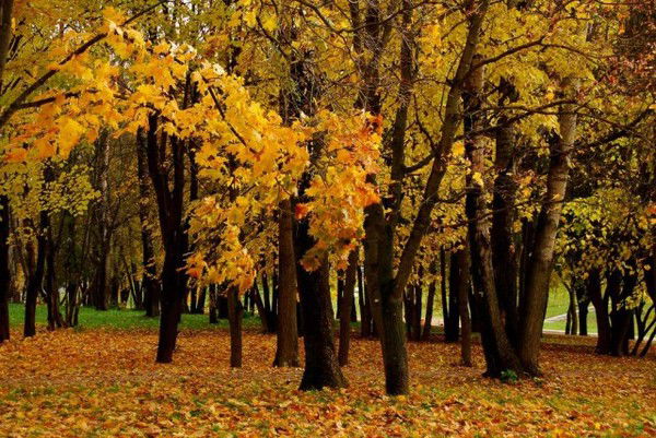 Гульнара Болтушева