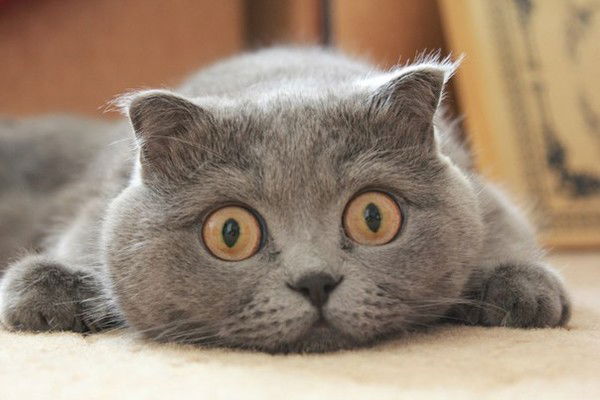 Елена Брицкая