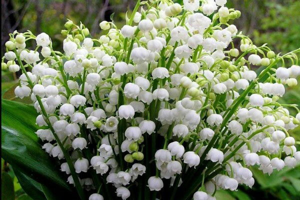 Лилия Чиркова