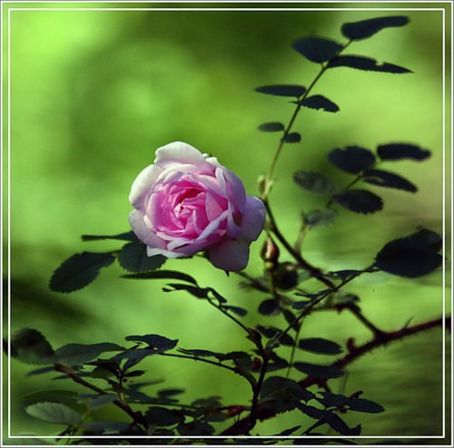 Жанна Панченко