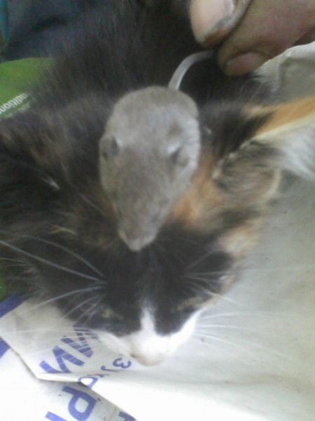 Наташа Завизионова