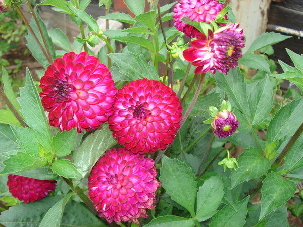 Светлана *****