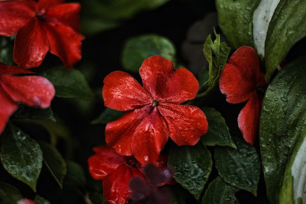 Светлана Константиновна