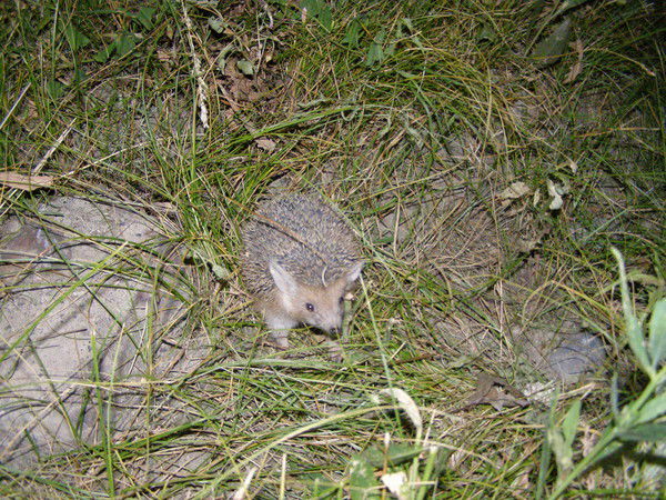 Елена Григорьева