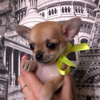 Марина Барышева