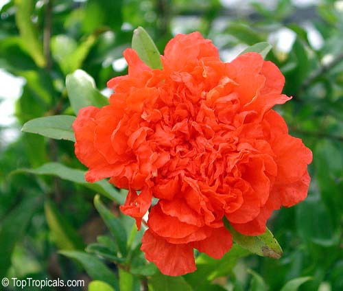 Гульнара Гарифуллина