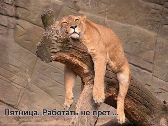 Алексей Живаев