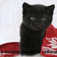 Регина Гиниатуллина