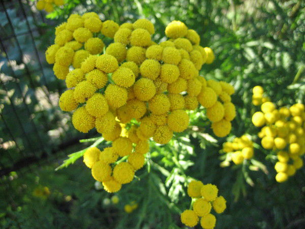 Розали Фархутдинова