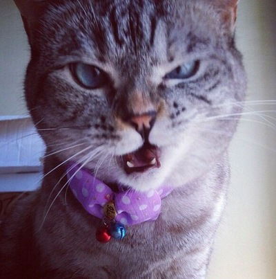 Тарас Буряник