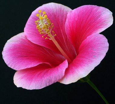 Индира Кубейсинова