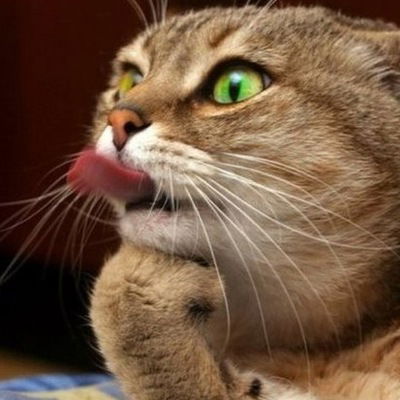 Дима Надеждин