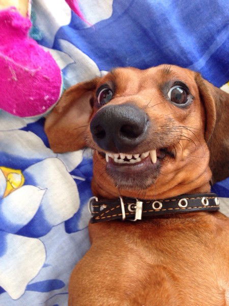 Светлана Шишкова