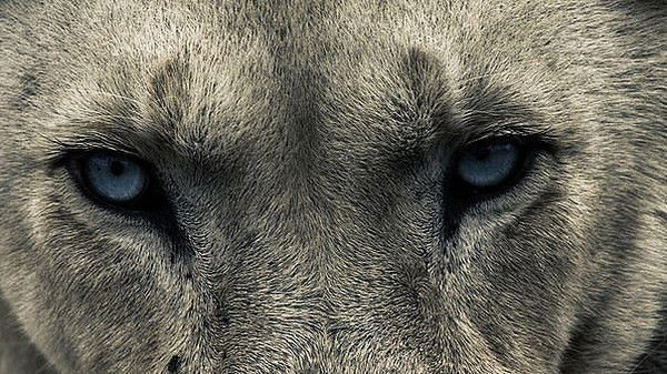 Владимир Савельев