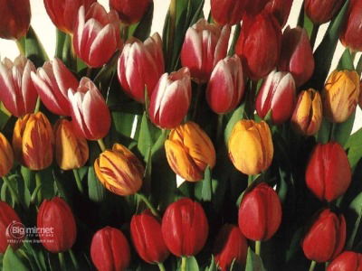 Алмагуль Утешева