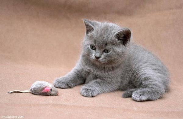 Василиса Кузина