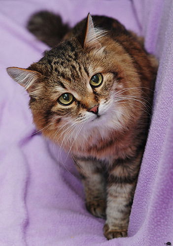 Эллина Фокина