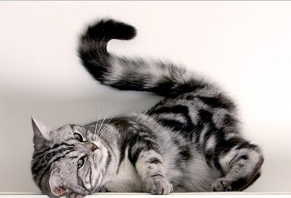 Светлана Яскивка