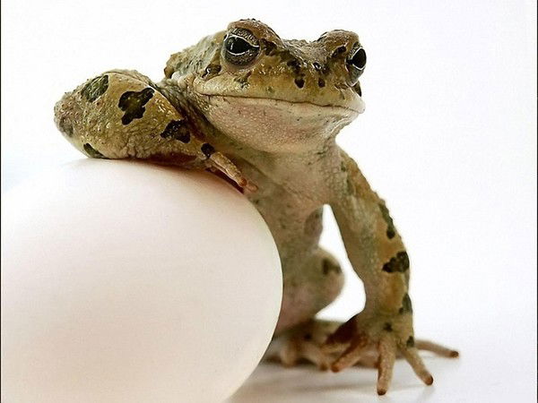 Алексей Курито