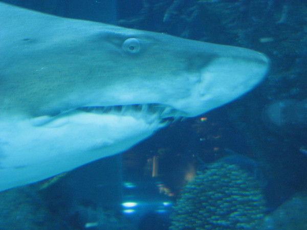 Максим Дюкарев