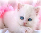 Елена Наумова