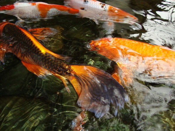 Елена Махмутова