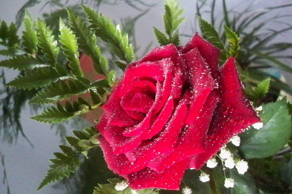 Валентина Киселева