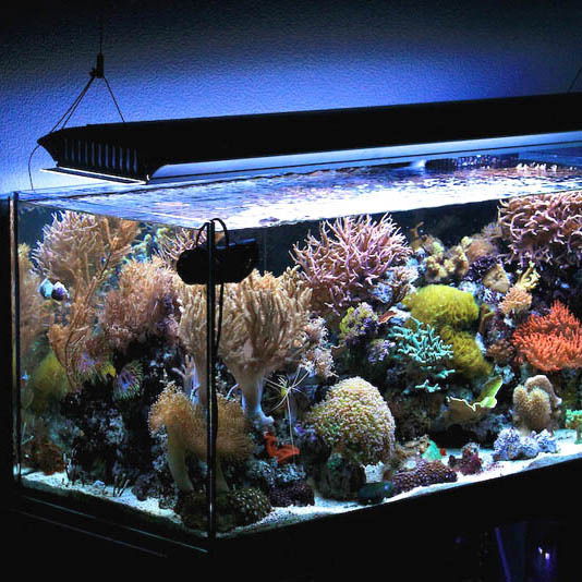 Екатерина Кокшарова