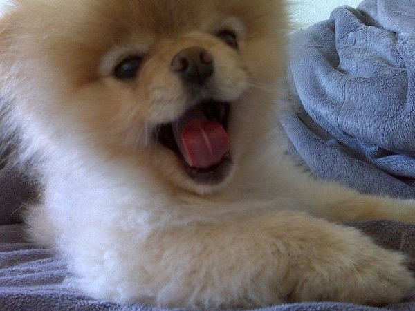 Дмитрий Саченко