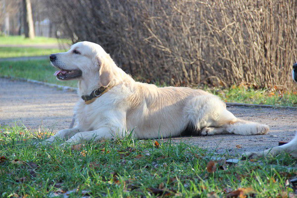 Алексей Соболев