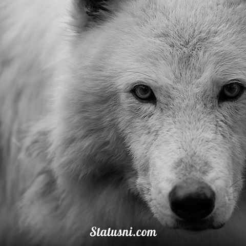 Одинокая Волчица