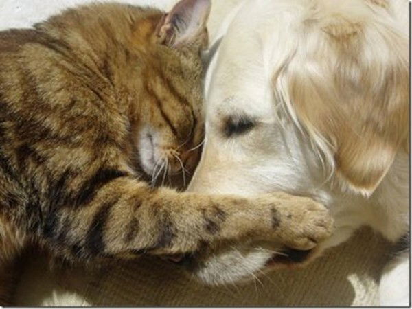 Московская Львица