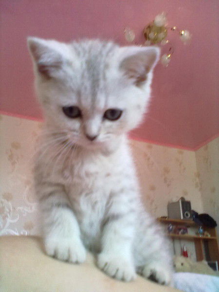 Аленка Осипова