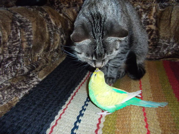 Андрей Болобосов