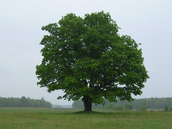 Михаил Веркович