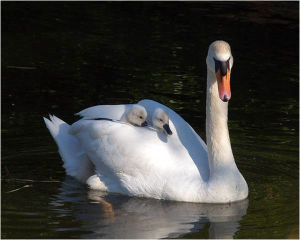 Бахытгуль Аманбаева