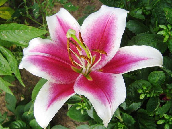 Ирина Ириназф