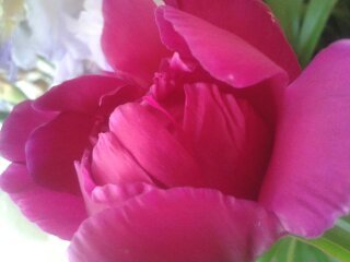 Вероника Фотя