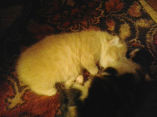 Дима Иванов