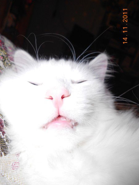 Твой Черно-Белый Сон