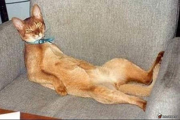 Владимер Мальченко