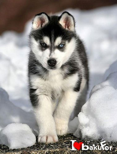 Елена Тихонова